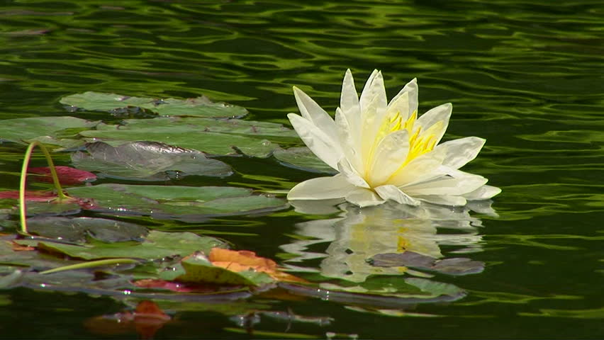 Lily Pads In Koi Pond Stock Footage Video 1036852 - Shutterstock