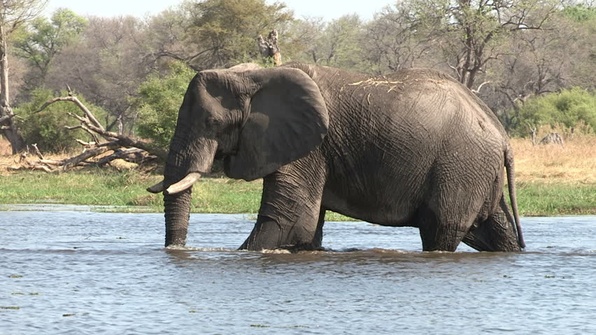 elephant crossing