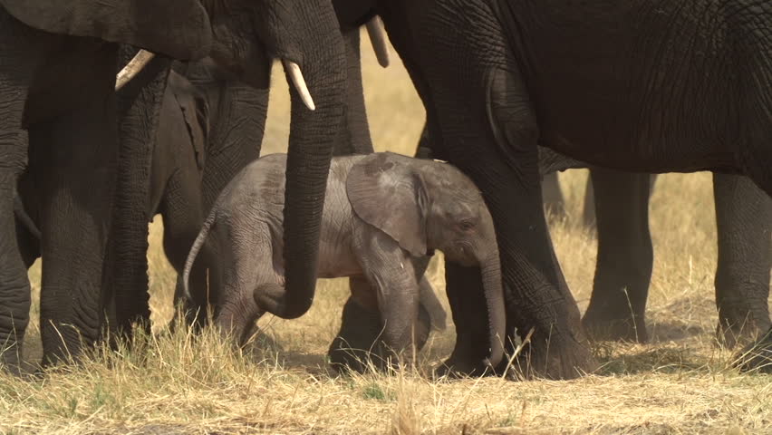 Incredible Footage Of Newly Born Baby Elephant Being Assisted By Its