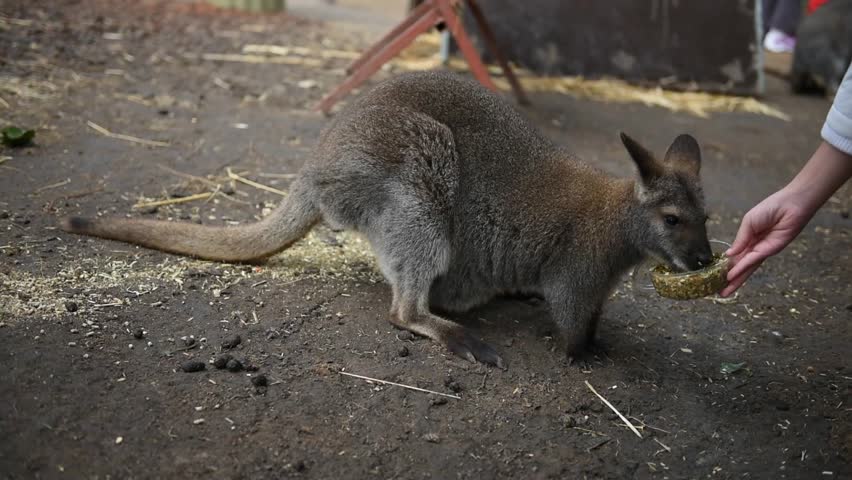 Phillip Island Kangaroo Feeding Phillip Island Kangaroo Feeding
