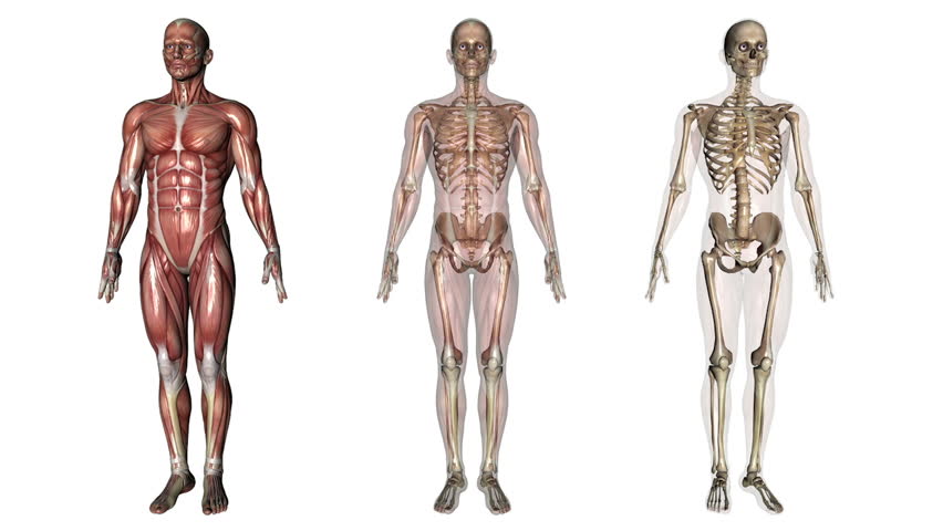 Anatomy Stock Footage Video - Shutterstock