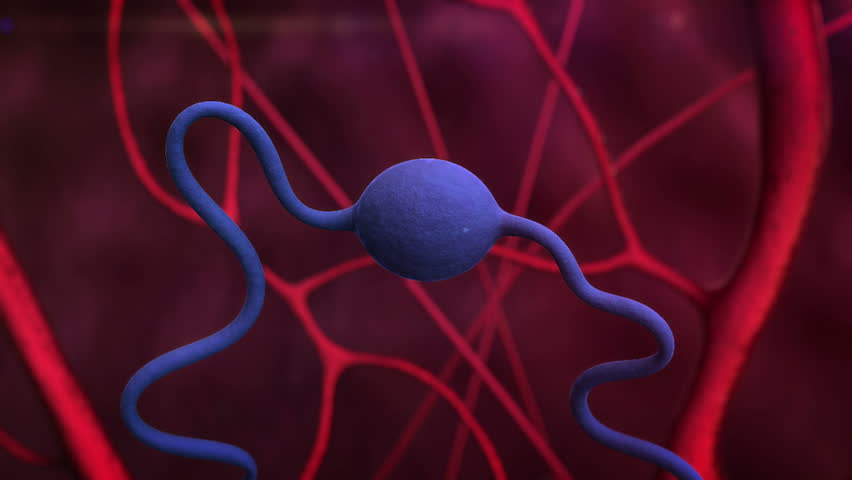 Endocrine System Stock Footage Video - Shutterstock