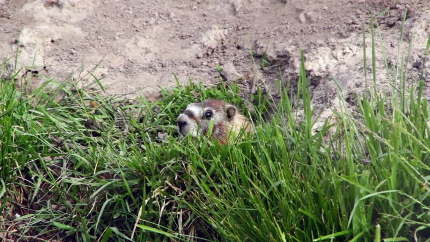 groundhog day north carolina