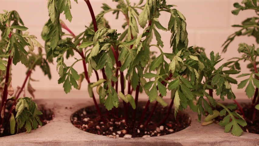 time-lapse-of-dry-plants-after-watering-stock-footage-video-12123956