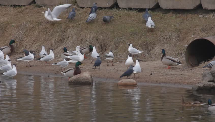 feeding birds gulls ducks and pigeons around concrete feeding birds gulls ducks and pigeons around concrete