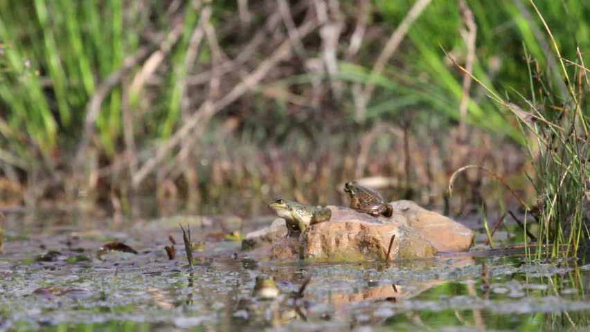 Slow Motion - Bufo Alvarius Slow Motion - Bufo Alvarius