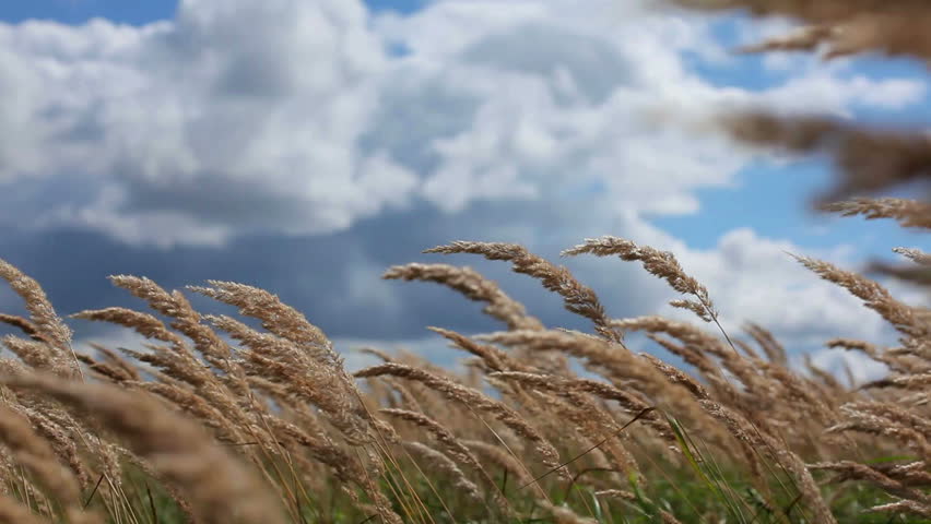 Tall Grass Blowing In The Wind Stock Footage Video 1325917 Shutterstock 