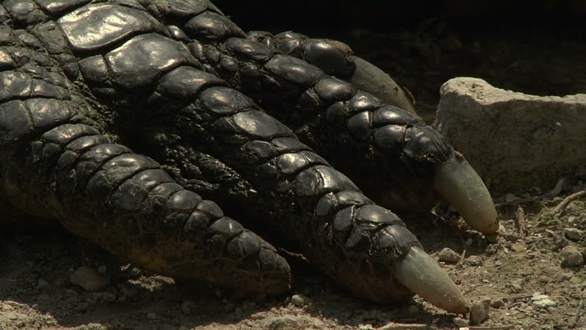 Alligator Claws Stock Footage Video 1376443 - Shutterstock