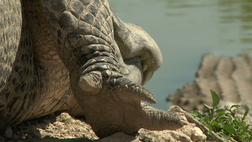 Alligator Claws Stock Footage Video 1376452 - Shutterstock