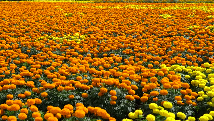 Beautiful Marigold Flower Field In Breeze , HD Panning Video Stock