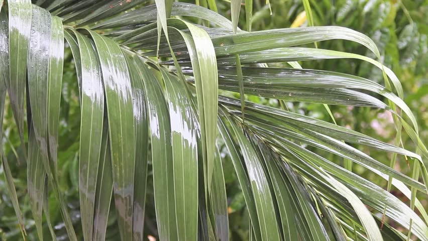 Wind Chime Mobile Coconut Palm Background Hd Stock Footage The Soft Raining On Leaves Of Tree Betel Palm Blur To