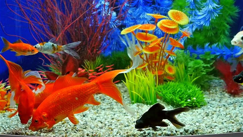 Slow Motion Of Goldfish Eating Fish Food And Swimming In Freshwater 