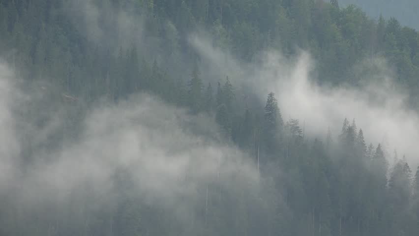 Header of Alpine Fir