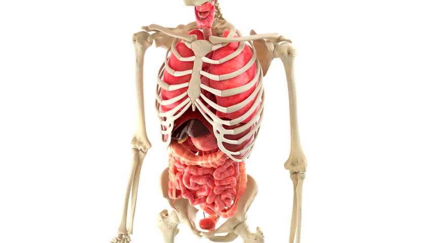 X-ray Of Man With A Visible Heart And Internal Organs 3d Illustration