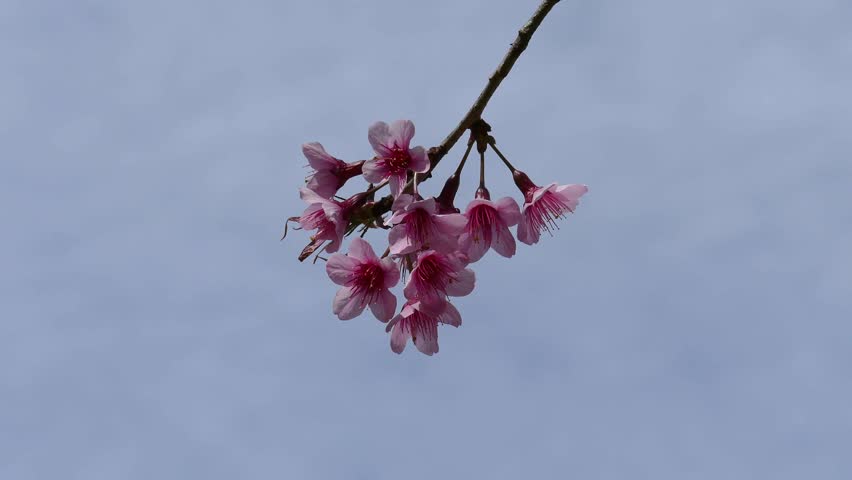 cherry tree range himalayan cherry tree or sour cherry prunus cerasoides its range extends in the cherry tree range himalayan cherry tree or sour cherry prunus cerasoides its range extends in the