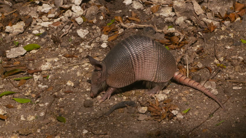 Armadillo Searching For Food Stock Footage Video 1451815 Biology Diagrams