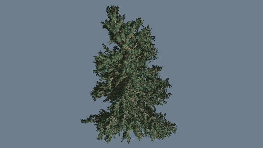 Header of Abies Concolor