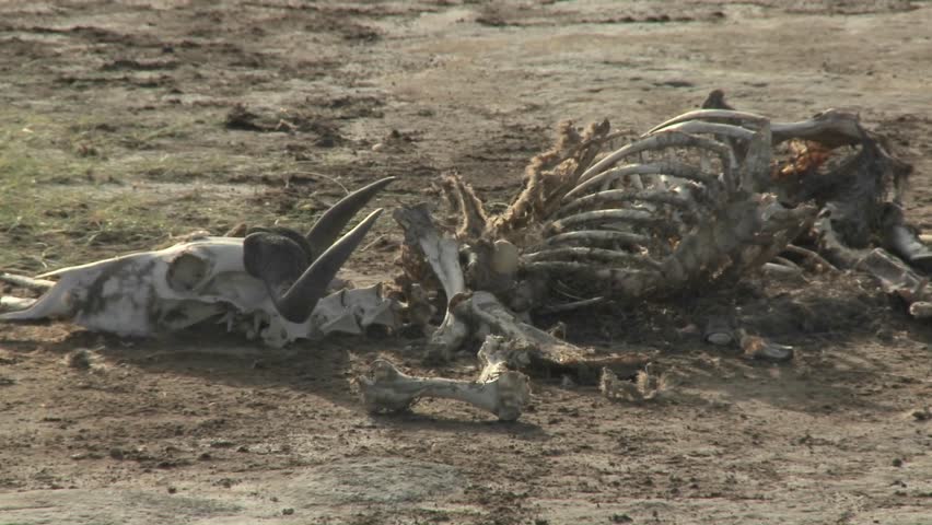 in-a-parched-landscape-the-skeleton-of-a-dead-animal-lies-in-the