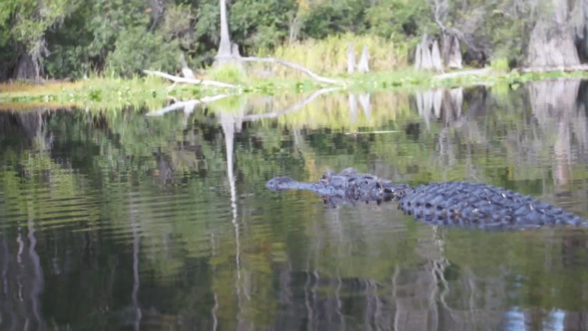 Header of Alligator mississippiensis