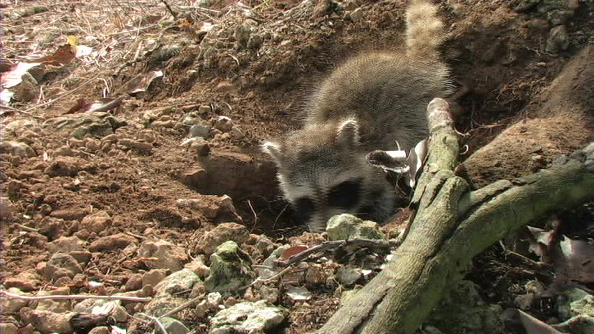 Baby Raccoon Climbs Out Of Den Stock Footage Video 1493179 - Shutterstock
