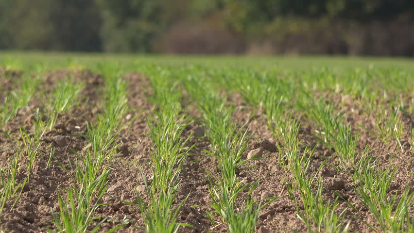 Wheat Field Sprouts In The Strong Wind Stock Footage Wheat Field Sprouts In The Strong Wind Stock Footage
