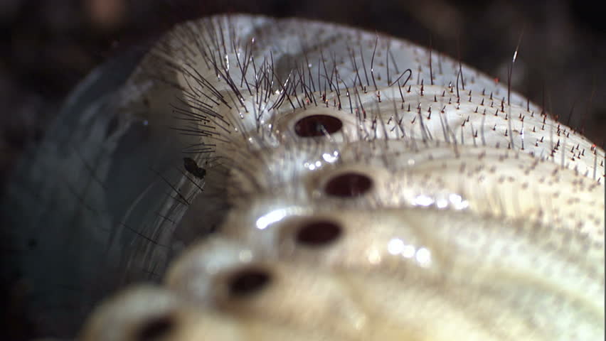 Header of terse