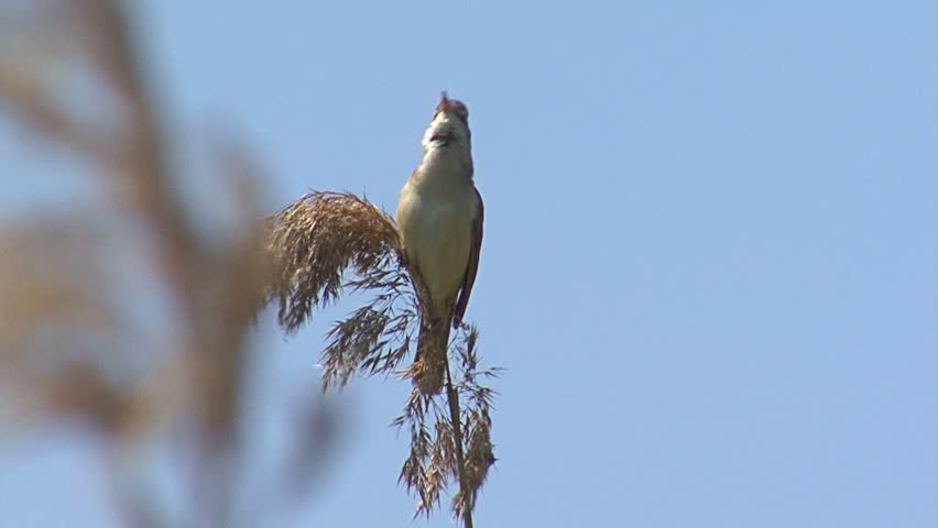 Header of Acrocephalus arundinaceus