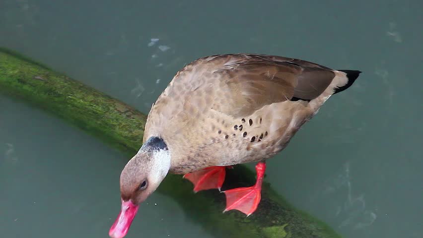 Header of Amazonetta brasiliensis