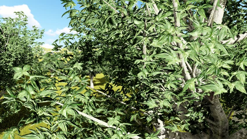Header of Aesculus californica
