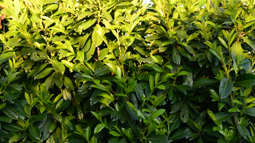 Laurel Leaves Stock Footage Video  Shutterstock