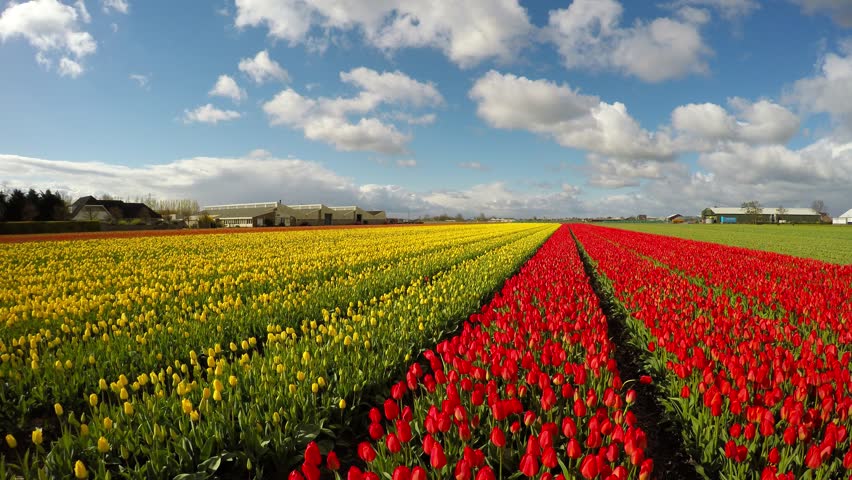 tulips bed farm hd tulips tulipa hemisphere in a field in the netherlands stock footage video 849328 shutterstock tulips bed farm hd tulips tulipa hemisphere in a field in the netherlands stock footage video 849328 shutterstock