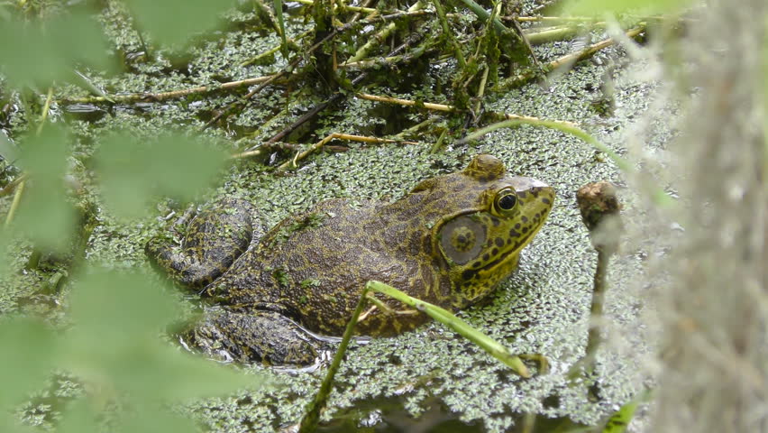 Header of American Bullfrog