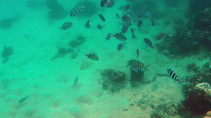 Header of Abudefduf sexfasciatus