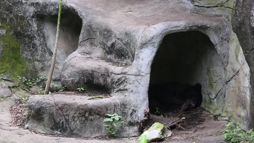 An Adult Formosa Black Bear Waked And Go Out The Cave At A Day Hot