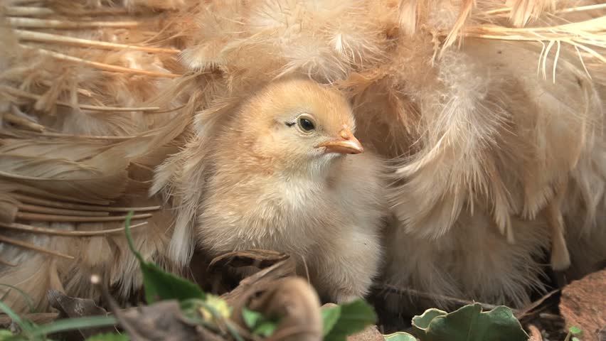 What is a baby hen called?
