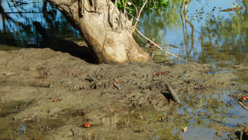 Header of Leptosoma