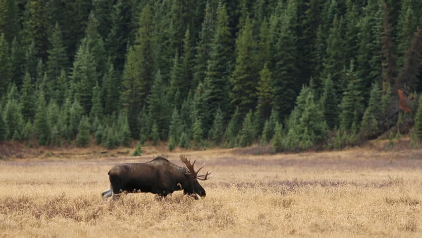 Header of Alces americanus