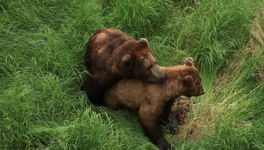 Mating Grizzly Brown Bear At Northern Region Stock Footage Video 17384770 Shutterstock 