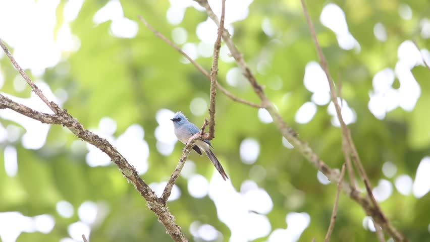 Header of African Blue Flycatcher