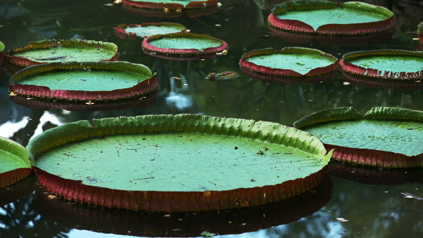 Header of Amazon Waterlily