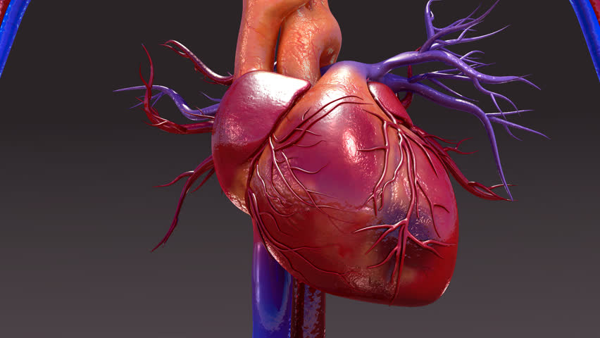 Fly Around Gross Anatomy Of Human Heart Muscle Ventricles Atrium Aorta