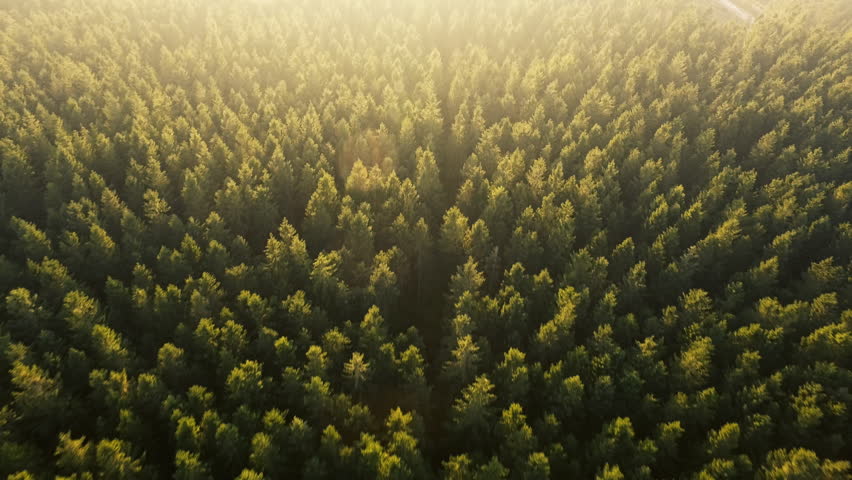 Header of above