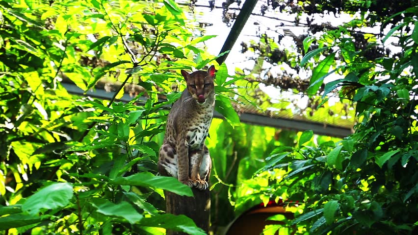 Header of African golden cat