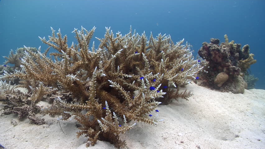 Header of Acropora subglabra