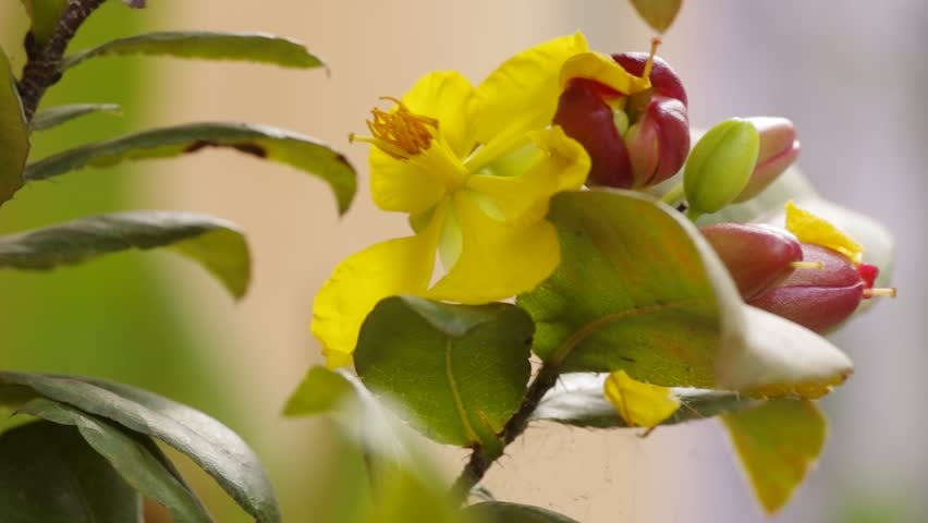 Header of ochna