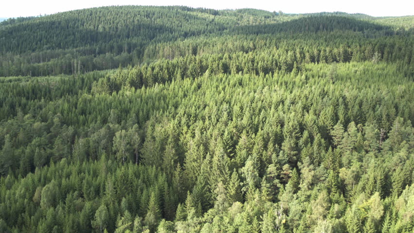 Swedish Forest Stock Footage Video Shutterstock