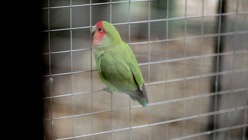 Header of Agapornis roseicollis