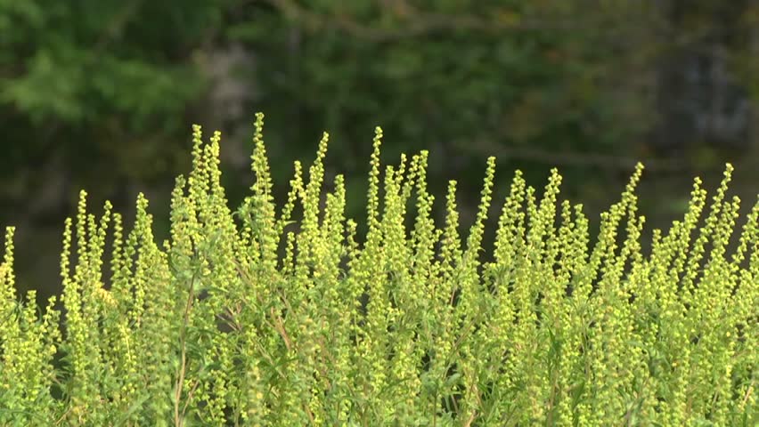 Header of Ambrosia