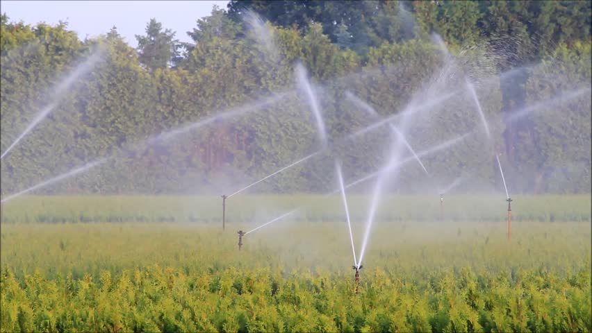 Agricultural Irrigation Sprinklers At Work On A Small Farm Field Stock