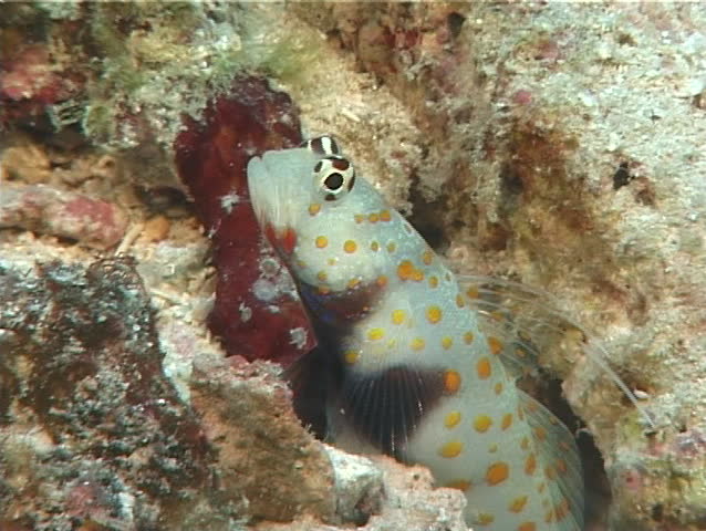 Header of Amblyeleotris guttata